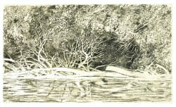 Auen-Lichtung (Petronell)