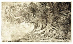 Den Fluten standgehalten (Uferweide)