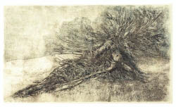 Die angeschwemmte Weide